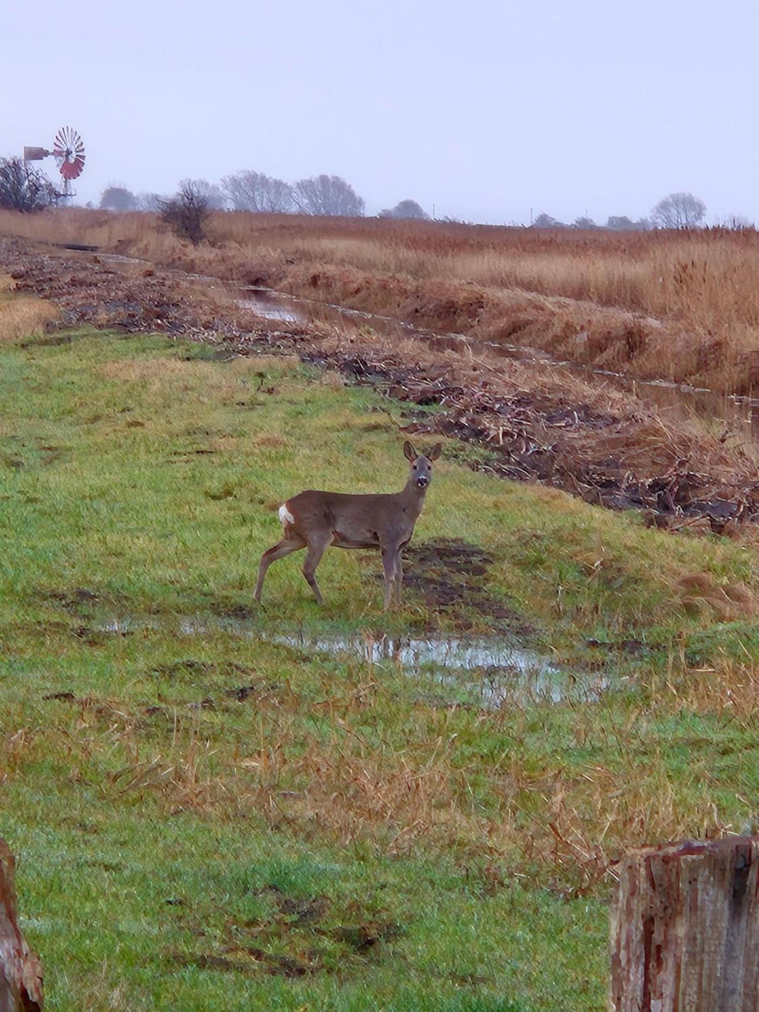 Ferienwohnung-Wildblume Petersdorf auf Fehmarn Bagian luar foto