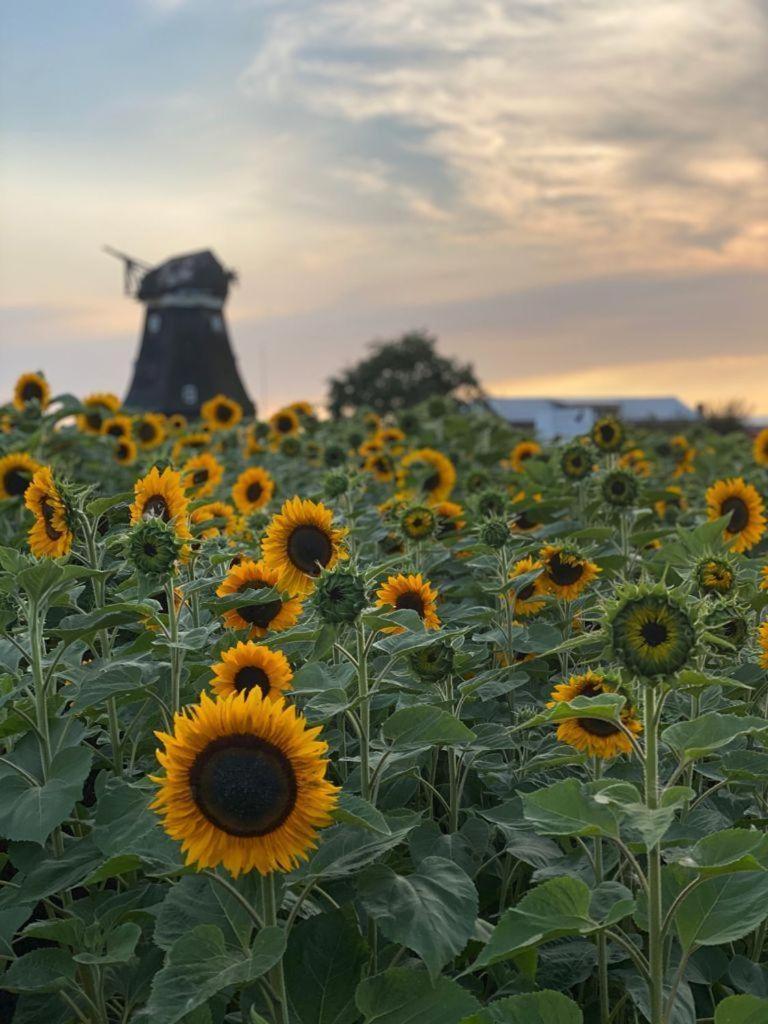 Ferienwohnung-Wildblume Petersdorf auf Fehmarn Bagian luar foto